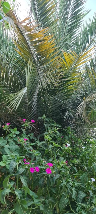 L'Hirondelle De Kelibia : Chez Amou Hotell Exteriör bild